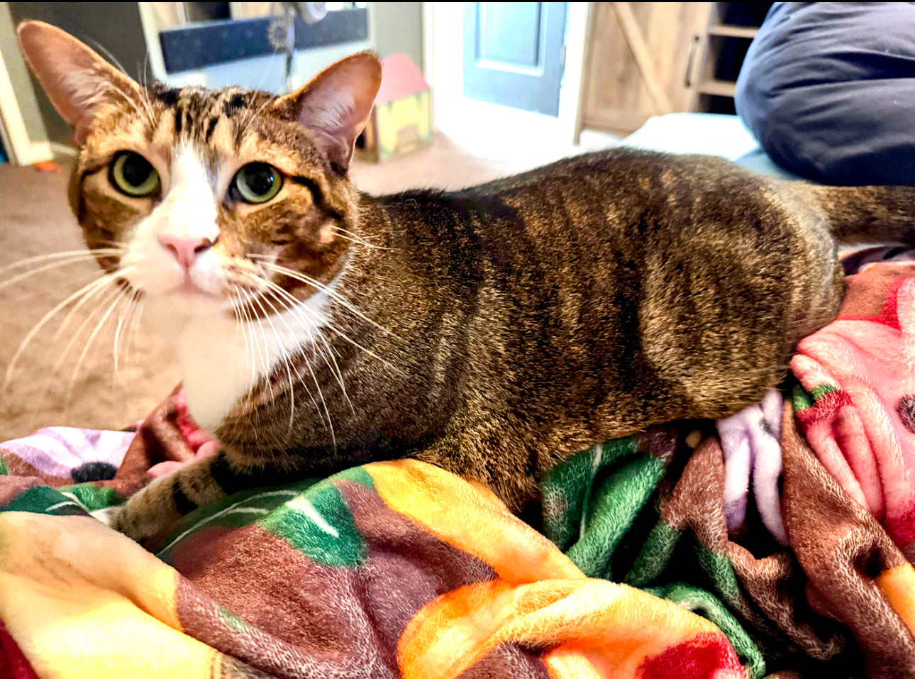 KOMH Fleece Mink Blanket PRE-ORDER (Please read description)